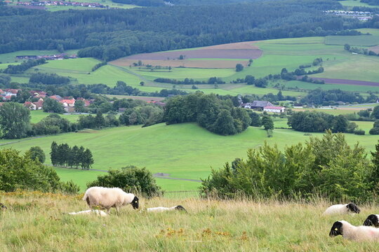 Panorama Blick von der Platzer Kuppe mit Rh&ouml;nschafe