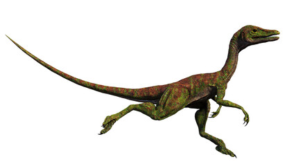 Compsognathus longipes, small dinosaur from the Late Jurassic period, isolated on white background © dottedyeti