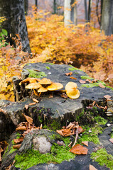 Obraz premium Group Mushrooms on a stump in a beautiful autumn forest with leaves. Wild mushroom on spruce stump.