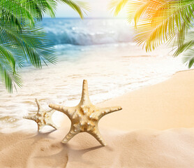 Fototapeta na wymiar Beautiful sea stars on sandy beach near ocean