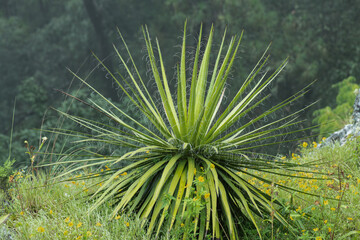 cactus of the mountain of sinaloa, maguey
