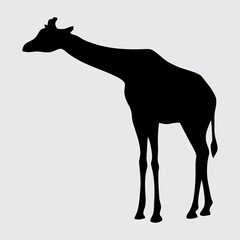 Giraffe Silhouette, Giraffe Isolated On White Background