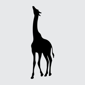 Giraffe Silhouette, Giraffe Isolated On White Background