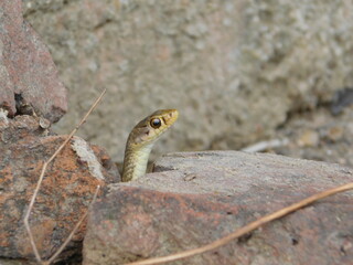 The snake is come out from the hole.