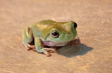 Green Dumpy Frog