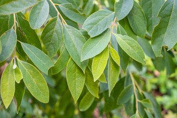 Fototapeta na wymiar Chinese herbal medicine Litsea cubeba leaves