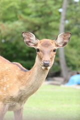 暑い夏の日の奈良公園の鹿