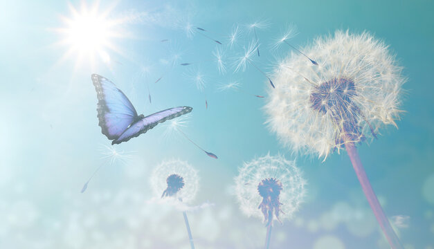 Fototapeta Beautiful butterfly and delicate fluffy dandelions on sunny day