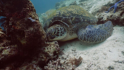 Sea turtle on the background of the seabed