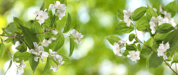 Beautiful white flowers of jasmine plant outdoors on sunny day, banner design. Bokeh effect