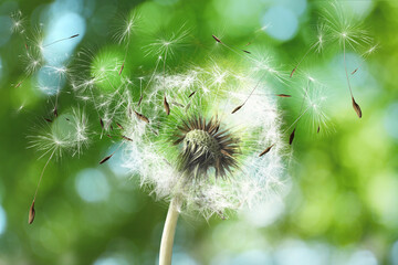 Beautiful fluffy dandelion and flying seeds outdoors on sunny day