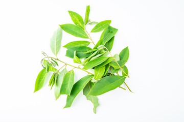 Chinese herbal medicine Litsea cubeba leaf on white background