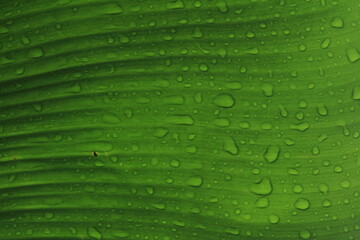 Fototapeta na wymiar Water drops on the tropical dark foliage Green banana leaf