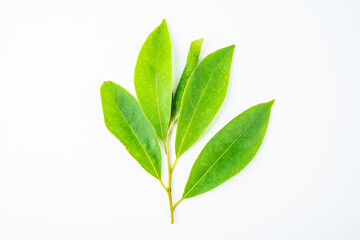 Chinese herbal medicine Litsea cubeba leaf on white background