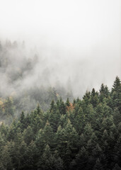 Fototapeta fog in forest obraz