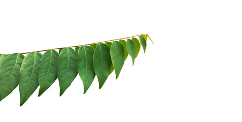Isolated star gooseberry or Phyllanthus acidus leaves with clipping paths.