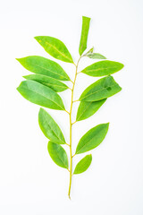 Chinese herbal medicine Litsea cubeba leaf on white background