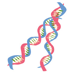 二重らせん　DNA double helix