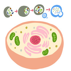 細胞とオートファジーの図解
