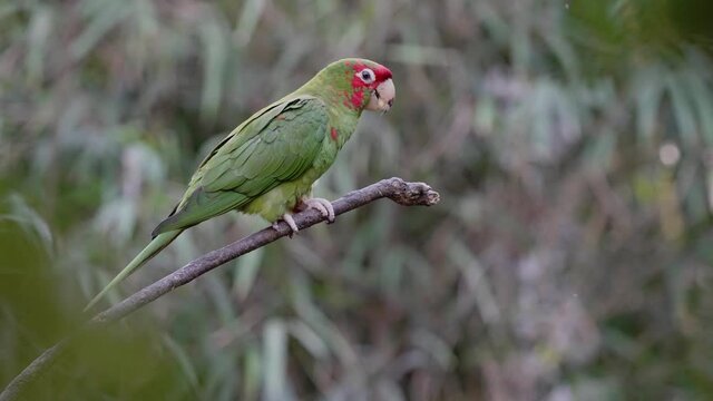Tropical Aratinga Mitrata perched on branch eating snack in forest of Andes,South America