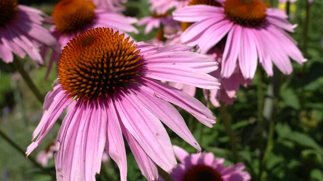 close up shot of purple coneflower echinacea purpurea pan rotation