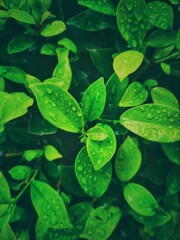 green leaves in water