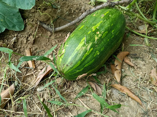 Obraz premium Raw pumpkin or squash hanging with branch in the garden. Pumpkin flower or growth concept.