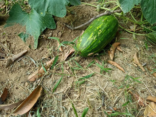 Obraz premium Pumpkin or squash hanging with branch in the garden. Pumpkin flower or growth concept.