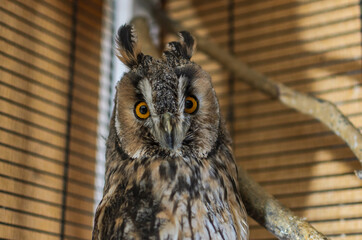 Long-eared owl in a cage