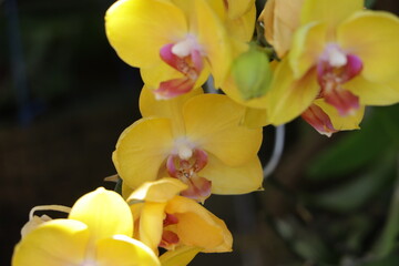 close up yellow orchids flowers on a tree. 