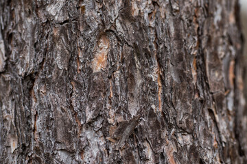 bark of a tree