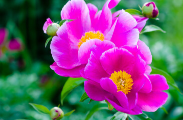 blooming peonies on  background of green foliage. Large pink flowers of ornamental plants. Botany