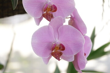 Fototapeta na wymiar Phalaenopsis or purple orchid flowers blooming in spring decorate the beauty of nature, rare wild orchids decorate tropical gardens