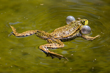 Common frog, Rana temporaria, single reptile croaking in water