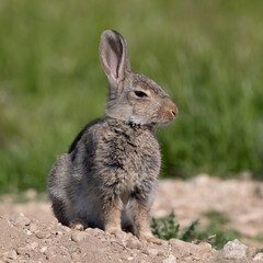 European rabbit, Common rabbit, Oryctolagus cuniculus sitting on a meadow at Munich