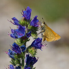 Lulworth skipper, Thymelicus acteon foraging on a flower at a meadow at Munich, Germany