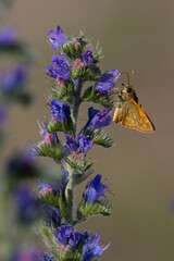 Lulworth skipper, Thymelicus acteon foraging on a flower at a meadow at Munich, Germany