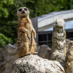 Meerkat, Suricata suricatta sitting on a stone and looking into the distance