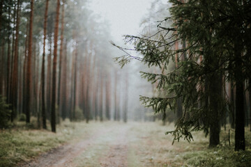 fog in forest © Marta