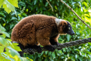 Beautiful red ruffed lemur, Varecia rubra in a german park
