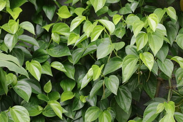 green leaves background