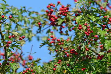 Common hawthorn // Eingriffeliger Weißdorn, Hagedorn (Crataegus monogyna)
