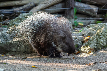 Indian crested Porcupine, Hystrix indica in a german nature park