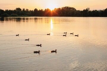 Sunset landscape of river with ducks  - 455220809