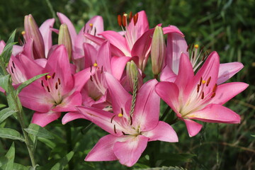 Gruppe Lilienblüten © Julia Beckel