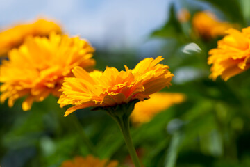 yellow-orange flowers in the summer