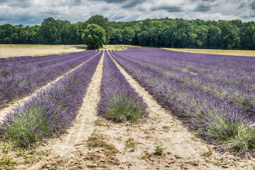 Plakat lavender field in region