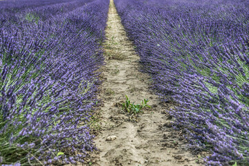 Naklejka na ściany i meble lavender field region