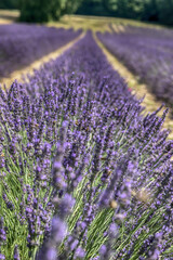 Obraz premium lavender field region