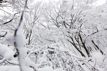 winter forest with trees without foliage